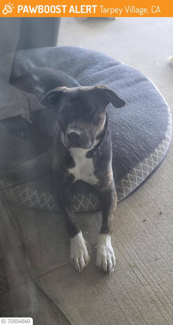 Found/Stray Male Dog last seen Ashlan and Fowler, Tarpey Village, CA 93612