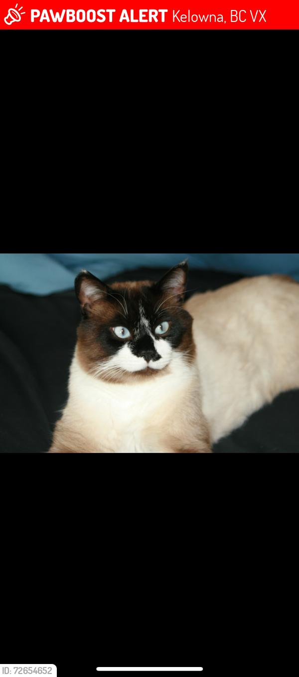 Lost Male Cat last seen Black rd and Anderson rd , Kelowna, BC V1X