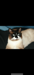 Lost Male Cat last seen Black rd and Anderson rd , Kelowna, BC V1X