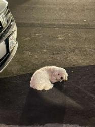 Found/Stray Unknown Dog last seen Seawind way, Newark, CA 94560