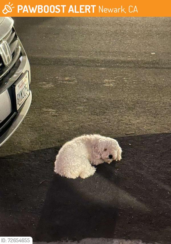 Found/Stray Unknown Dog last seen Seawind way, Newark, CA 94560