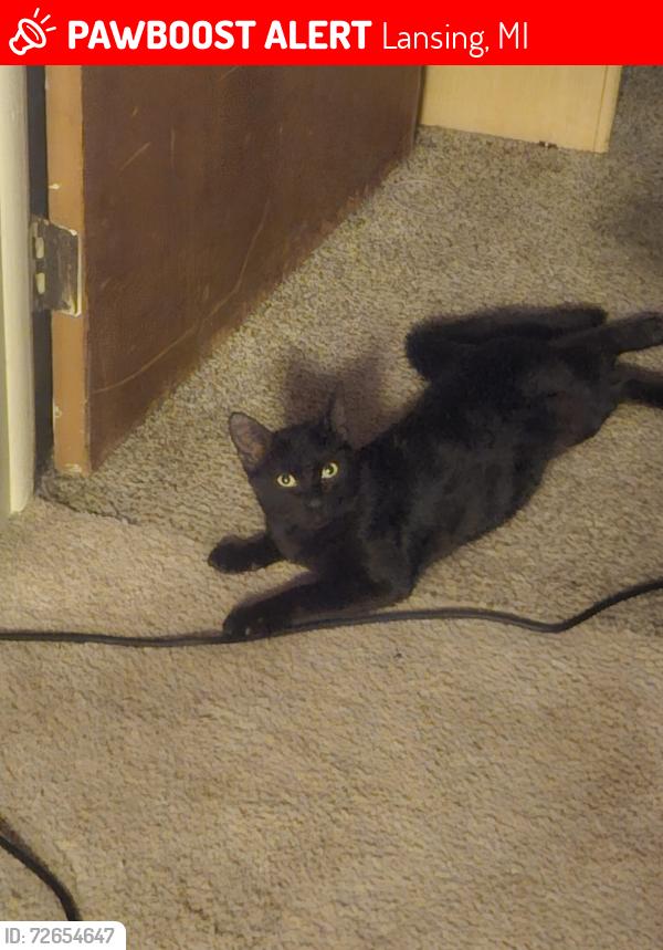 Lost Male Cat last seen Lake Lansing & Okemos Rd (Murphy elementary), Lansing, MI 48912