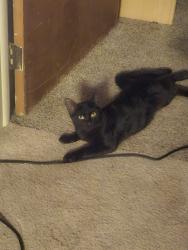 Lost Male Cat last seen Lake Lansing & Okemos Rd (Murphy elementary), Lansing, MI 48912