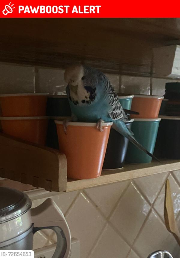 Lost Female Bird last seen Bell Street & Waverley Pde, Pascoe Vale South, VIC 3044