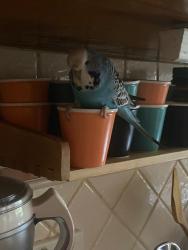Lost Female Bird last seen Bell Street & Waverley Pde, Pascoe Vale South, VIC 3044