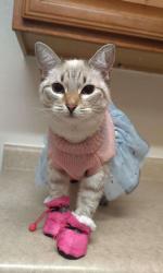 Found/Stray Female Cat last seen Stonewall, El Paso, TX 79924