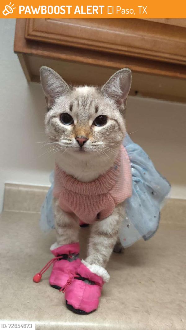 Found/Stray Female Cat last seen Stonewall, El Paso, TX 79924