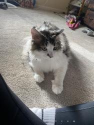 Lost Female Cat last seen Nw 69th st, Vancouver, WA 98665