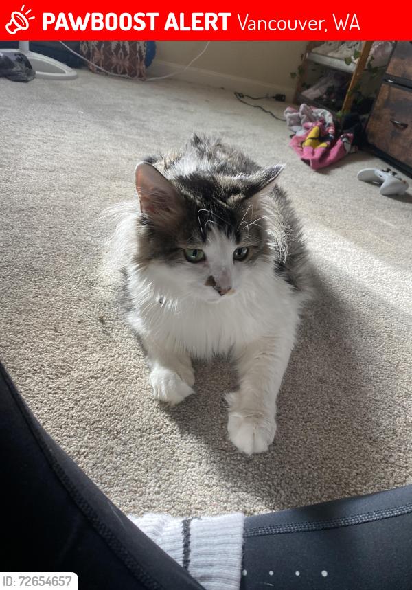 Lost Female Cat last seen Nw 69th st, Vancouver, WA 98665