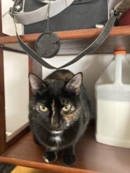 Lost Female Cat last seen Begonias and Florabunda road , Santa Clarita, CA 91387