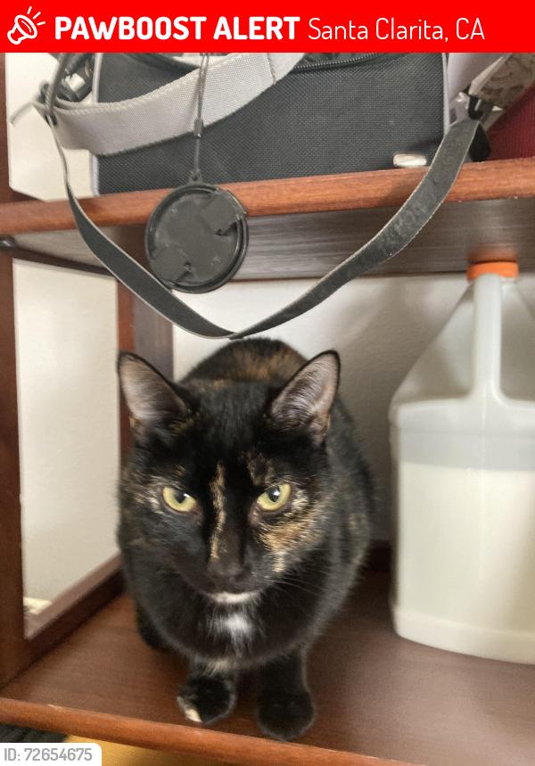 Lost Female Cat last seen Begonias and Florabunda road , Santa Clarita, CA 91387