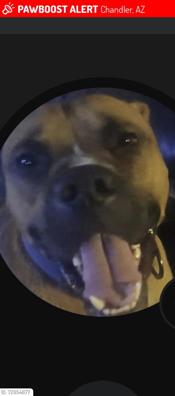 Lost Male Dog last seen Intel OC8, Chandler, AZ 85248