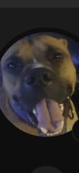 Lost Male Dog last seen Intel OC8, Chandler, AZ 85248