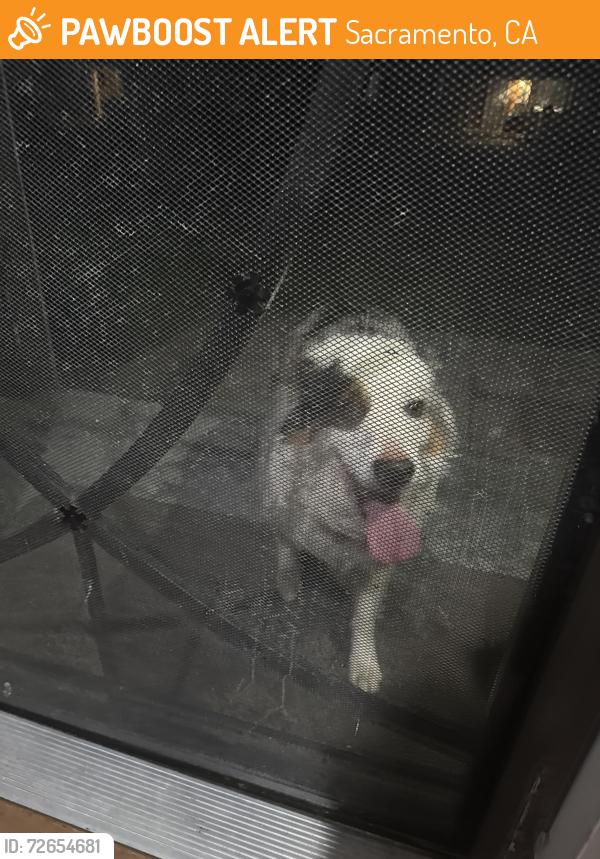 Found/Stray Unknown Dog last seen Franklin , Sacramento, CA 95823
