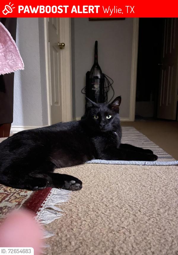 Lost Male Cat last seen Lakefield dr and springwell pkwy next to the park, Wylie, TX 75098