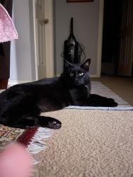 Lost Male Cat last seen Lakefield dr and springwell pkwy next to the park, Wylie, TX 75098