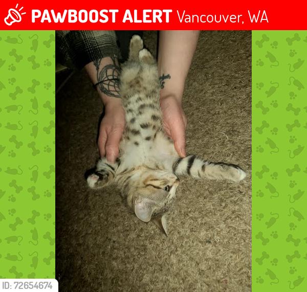 Lost Unknown Cat last seen Near NE 33rd St Vancouver WA, Vancouver, WA 98682