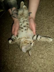 Lost Unknown Cat last seen Near NE 33rd St Vancouver WA, Vancouver, WA 98682