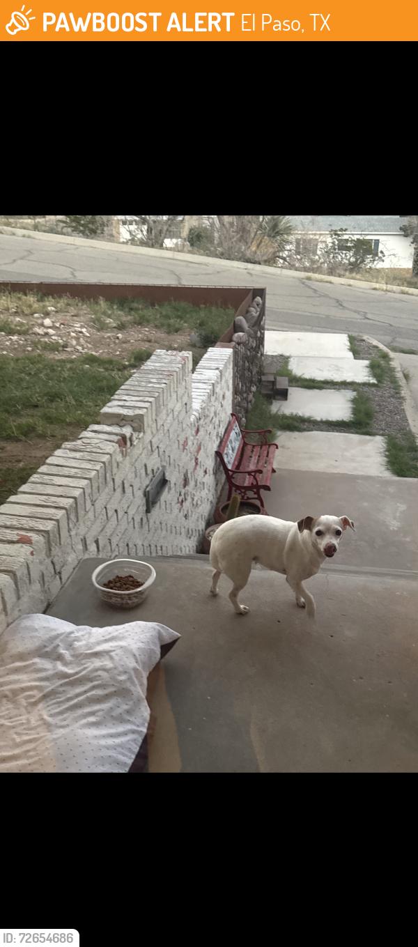 Found/Stray Female Dog last seen Near mayfield terrace , El Paso, TX 79930