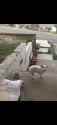 Found/Stray Female Dog last seen Near mayfield terrace , El Paso, TX 79930