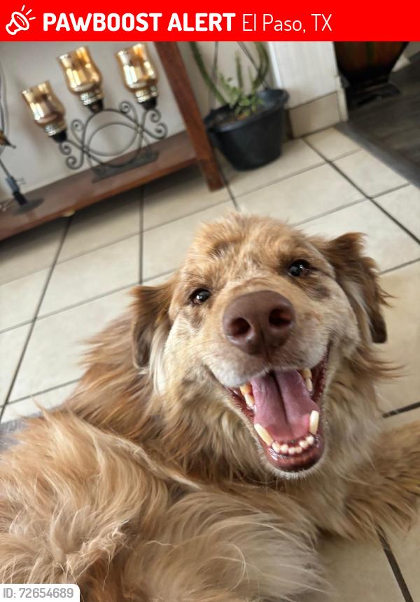 Lost Female Dog last seen Saul klenfield and pebble hills, El Paso, TX 79936