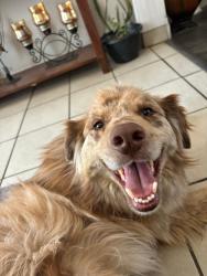 Lost Female Dog last seen Saul klenfield and pebble hills, El Paso, TX 79936