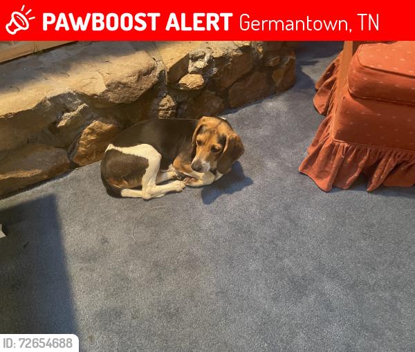 Lost Female Dog last seen Mcvay rd, riverdale rd, Germantown, TN 38138