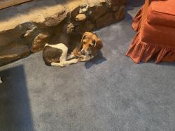 Lost Female Dog last seen Mcvay rd, riverdale rd, Germantown, TN 38138