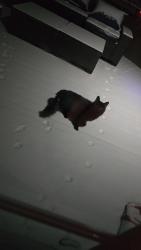 Found/Stray Unknown Cat last seen Cambridge city park, Cambridge, MN 55008