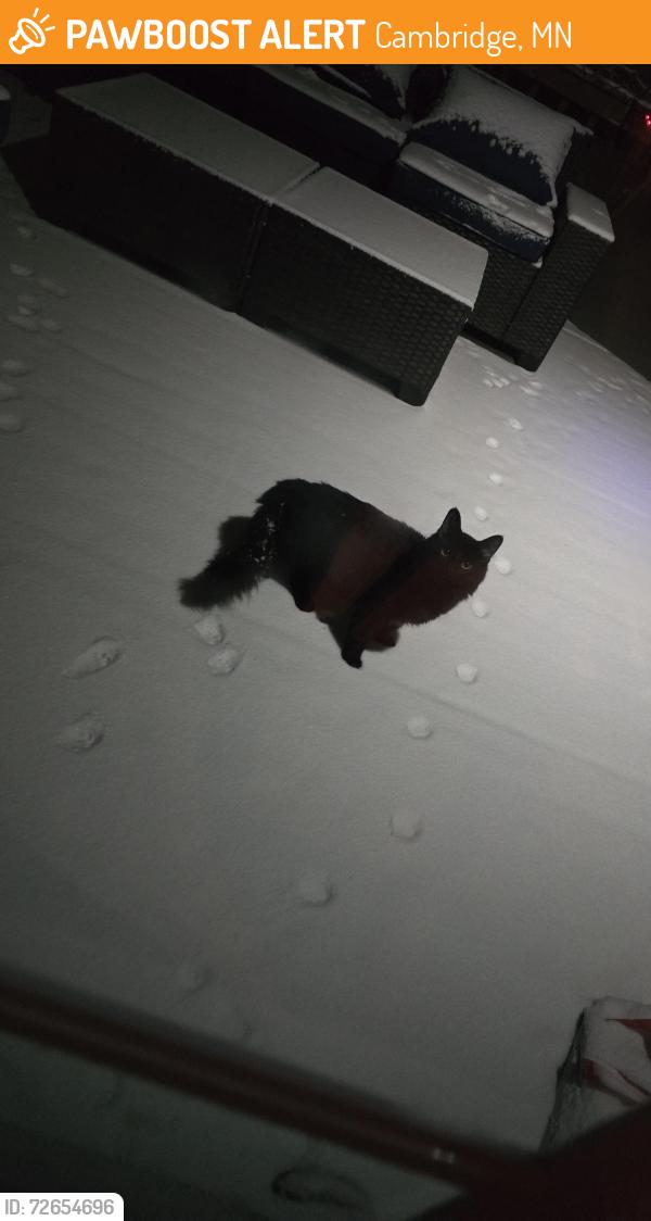 Found/Stray Unknown Cat last seen Cambridge city park, Cambridge, MN 55008
