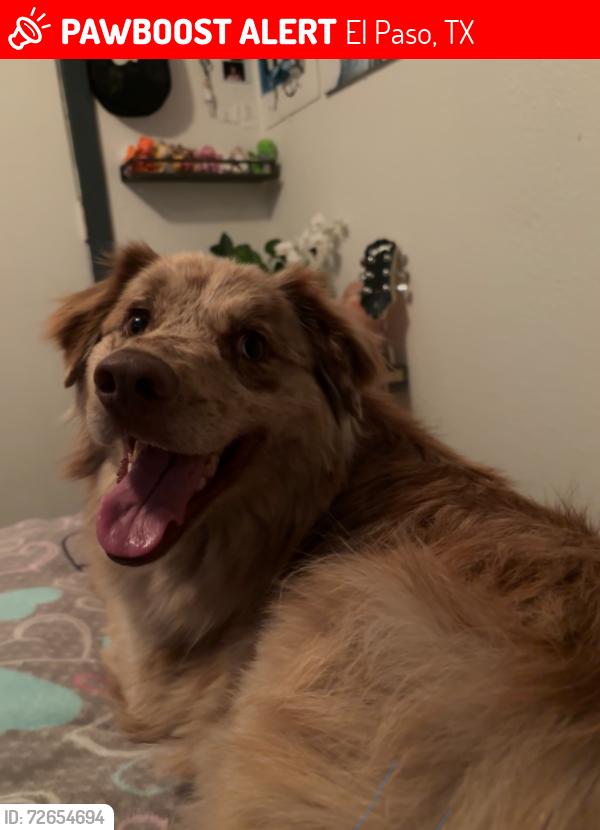 Lost Female Dog last seen pebble hills and saul kleinfield, El Paso, TX 79936