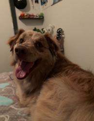Lost Female Dog last seen pebble hills and saul kleinfield, El Paso, TX 79936