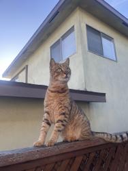 Lost Male Cat last seen Inglewood and artesia , Redondo Beach, CA 90278