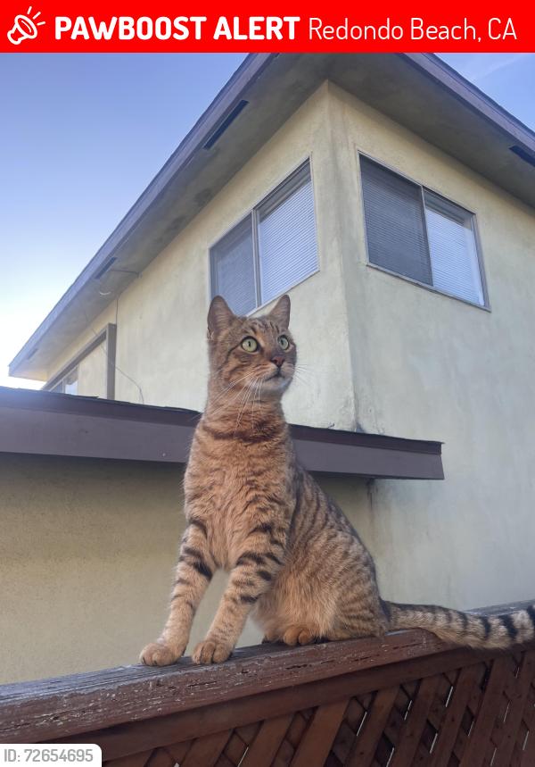 Lost Male Cat last seen Inglewood and artesia , Redondo Beach, CA 90278