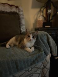 Lost Female Cat last seen Red bank area, Lexington, SC 29073