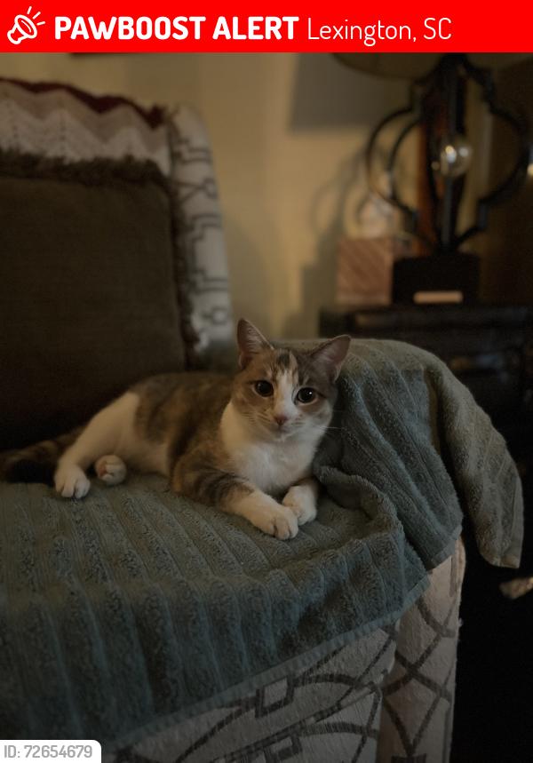 Lost Female Cat last seen Red bank area, Lexington, SC 29073