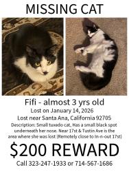 Lost Female Cat last seen 17th street In-n-Out, Santa Ana, CA 92705