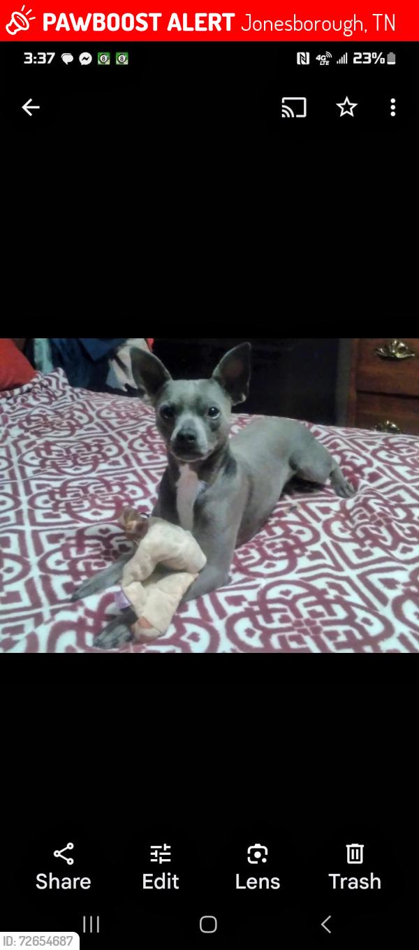 Lost Male Dog last seen Vegas fiesta mexican restaurant , Jonesborough, TN 37659