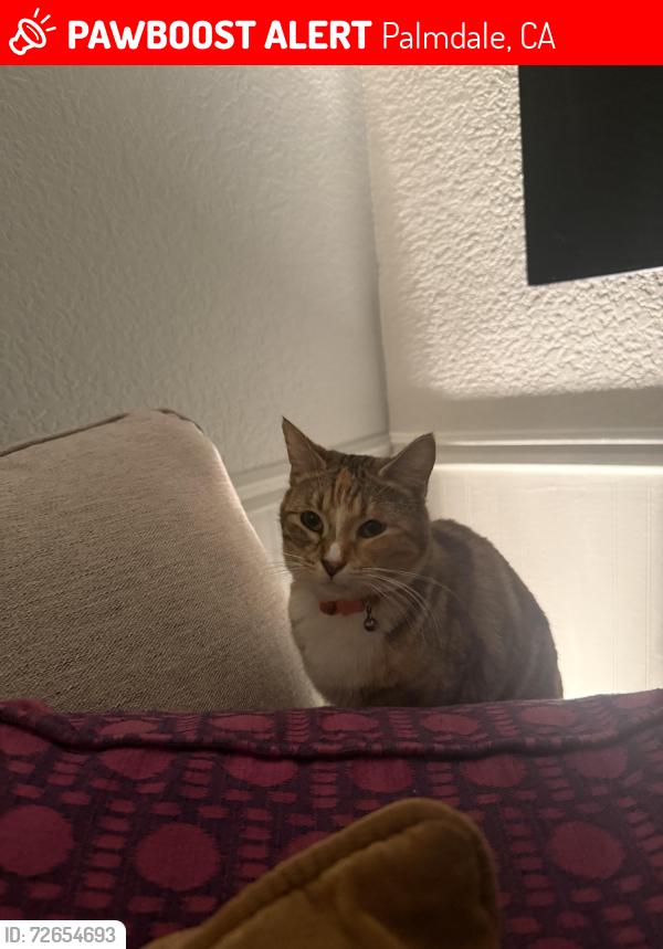 Lost Female Cat last seen 45Th Street East left from Cobalt St might be along windstar way,Auburn Ct, Caldron St, Solvat St, Palmdale, CA 93552