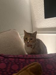 Lost Female Cat last seen 45Th Street East left from Cobalt St might be along windstar way,Auburn Ct, Caldron St, Solvat St, Palmdale, CA 93552