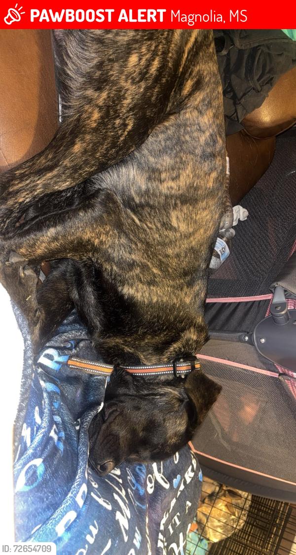 Lost Male Dog last seen Says last seen near woods , Magnolia, MS 39652