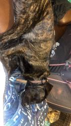 Lost Male Dog last seen Says last seen near woods , Magnolia, MS 39652