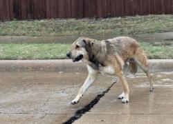 Lost Male Dog last seen Estates Pkwy & Rock Ridge, Allen, TX 75002