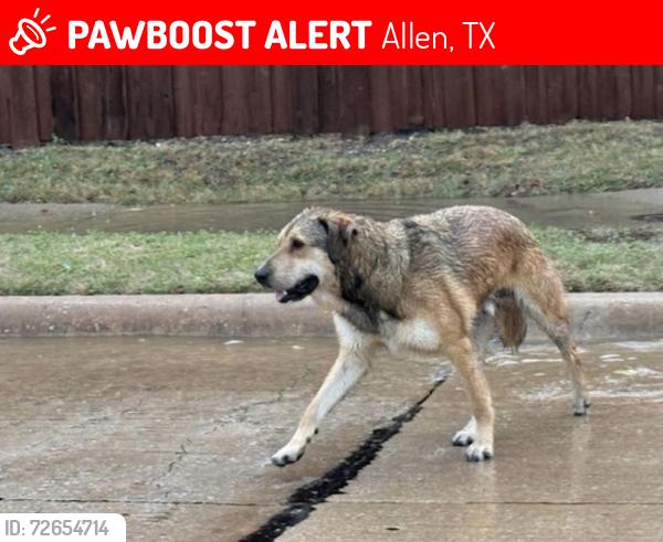 Lost Male Dog last seen Estates Pkwy & Rock Ridge, Allen, TX 75002