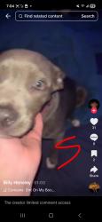 Lost Female Dog last seen Milton exit , Milton, WV 25541