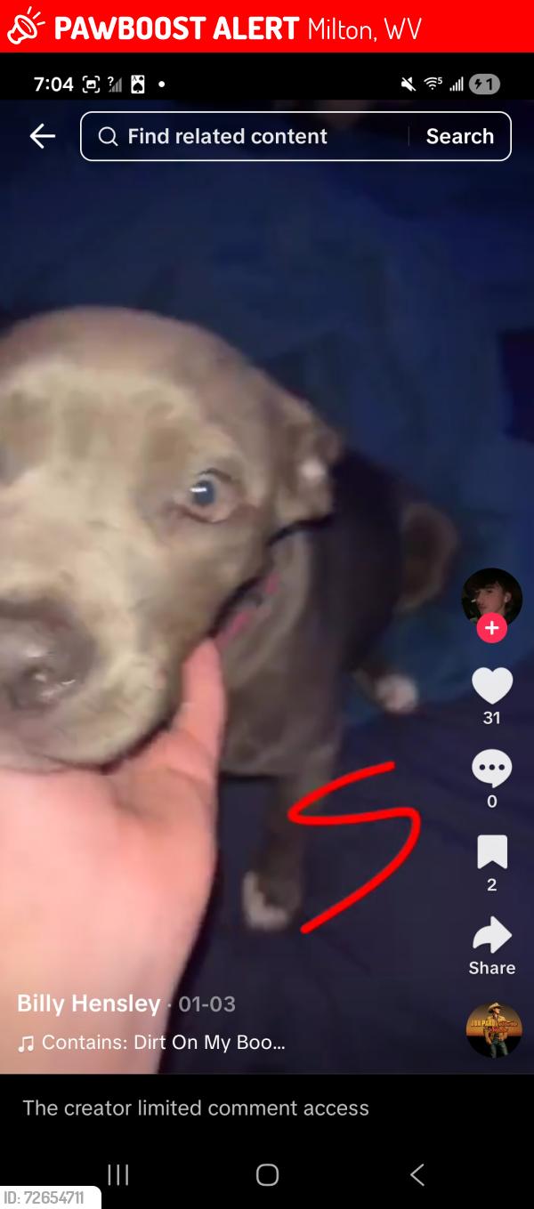 Lost Female Dog last seen Milton exit , Milton, WV 25541