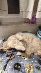 Found/Stray Male Cat last seen Cherry Hill and Beechdaily, Inkster, MI 48141