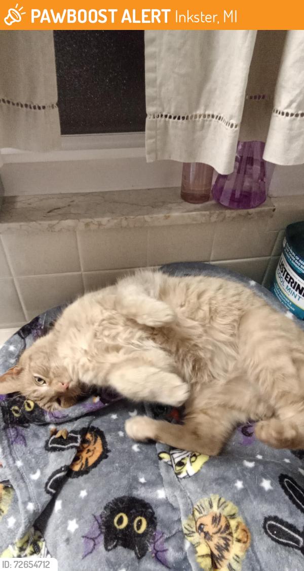 Found/Stray Male Cat last seen Cherry Hill and Beechdaily, Inkster, MI 48141