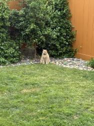 Lost Male Cat last seen 2nd Street and El Chico Lane, Coronado, CA 92118