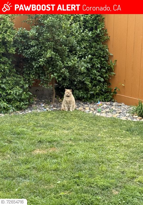Lost Male Cat last seen 2nd Street and El Chico Lane, Coronado, CA 92118